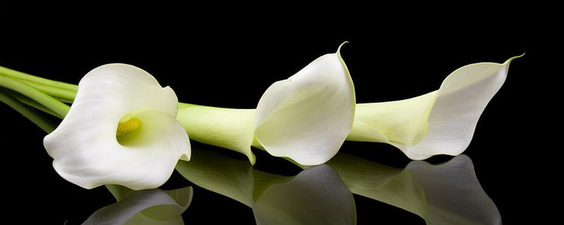 马蹄莲倒了怎么办（马蹄莲叶子倒了怎么办）