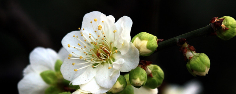 盆栽绿梅怎么养 盆栽绿梅花怎么养殖