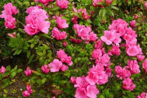 杜鹃花的养殖方法和注意事项