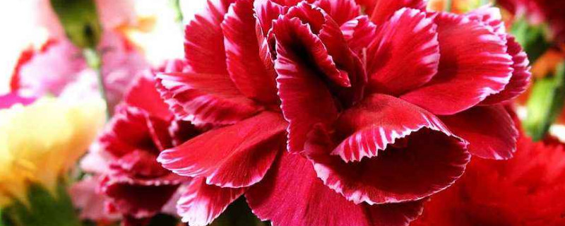 康乃馨能自然越冬吗 康乃馨能过冬吗,掌握六个要点可安然过冬