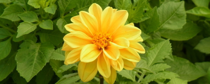 菊花的功效与作用 菊花的功效与作用及副作用