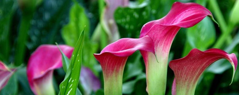 马蹄莲北方怎么养殖 马蹄莲冬天的养殖方法