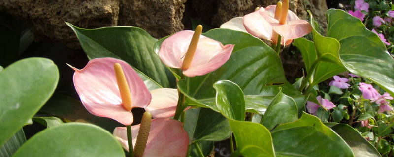 马蹄莲怎么生根(马蹄莲的根是什么样子的)