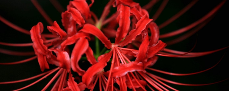 彼岸花长出之后可以挪动吗（彼岸花会自己长出来吗）