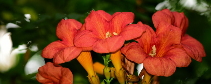 凌霄花的种类有哪些 凌霄花有哪些品种