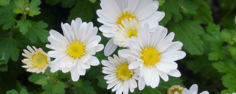 菊花喜阴还是喜阳（菊花喜阴还是喜阳?）