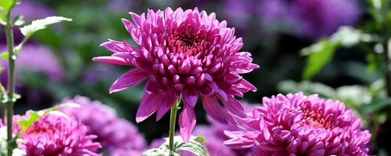 冬天菊花怎么浇水 菊花冬天几天浇一次水