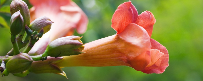 凌霄花小苗几年能开花（凌霄花小苗当年能否开花）