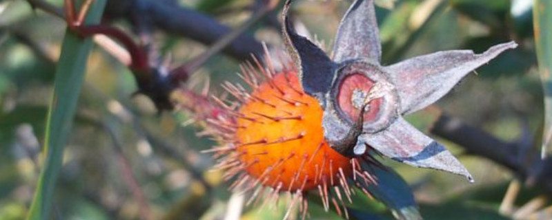 金樱子栽培高产技术（金樱子种植技术）