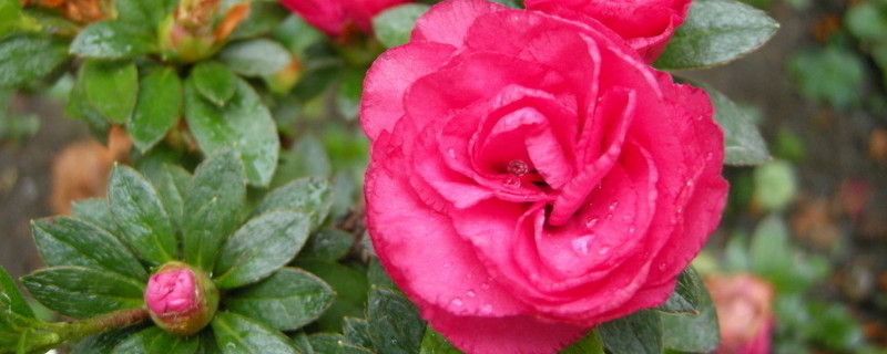 杜鹃花开花时怎样浇水(杜鹃花在花期如何浇水)