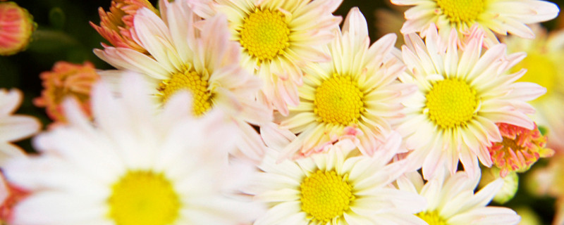 雏菊适合什么时候种植 雏菊什么时候种植最好