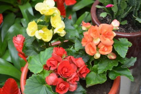 丽格海棠冬天的养殖方法和注意事项