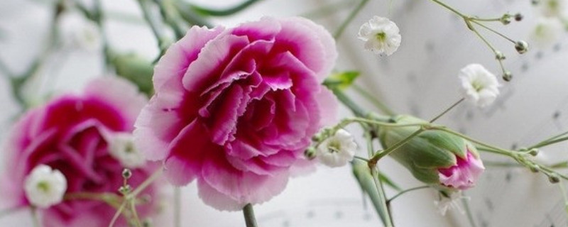 康乃馨能做干花吗（康乃馨能做干花不）