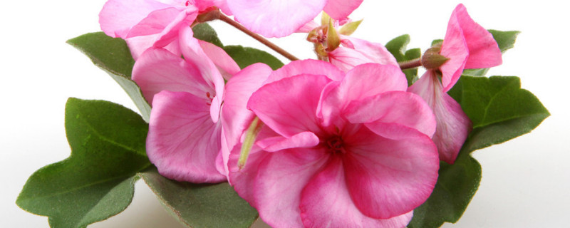 天竺葵怎样扦插（天竺葵怎样扦插繁殖）