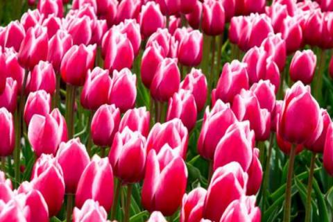 郁金香可以和玫瑰一起养吗