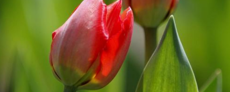 郁金香有香味吗 郁金香的香味是怎么样的