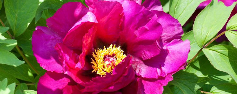 家里可以种芍药花吗(芍药花能在家里养吗)