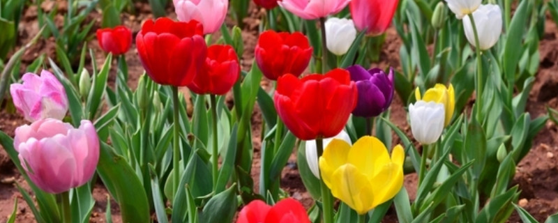 郁金香球烂了可以种吗 郁金香种球种下浇水会烂球吗