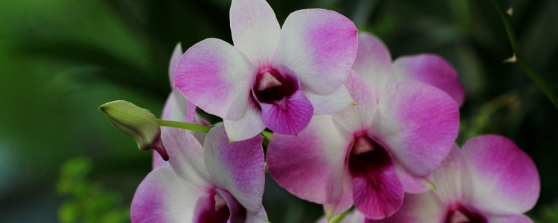 蝴蝶兰怎么修剪烂根 蝴蝶兰烂根的处理方法