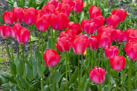 郁金香有什么用