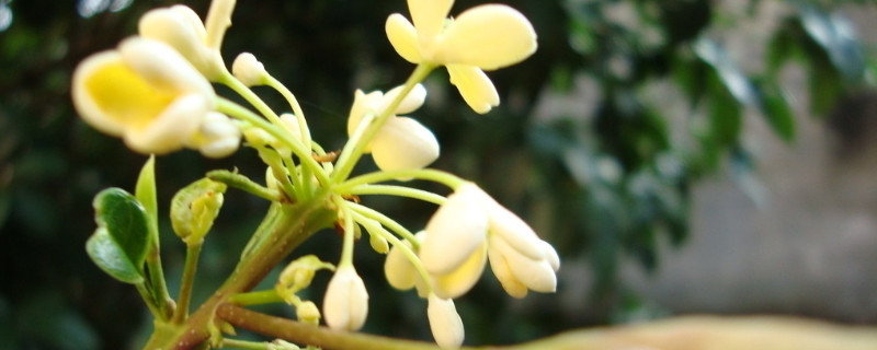 桂花树冬季可以移栽吗 桂花树冬天怎么移栽