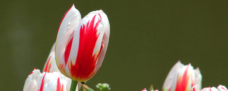 郁金香球种需要剥皮吗（郁金香种球要去皮吗）