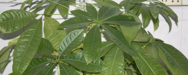 发财树到冬天为啥黄叶子(发财树冬天叶子会发黄吗)