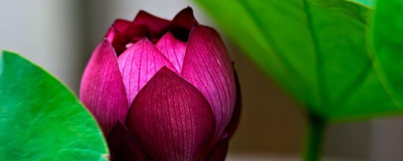 缸里荷花怎么过冬（水缸里的荷花冬天怎么办）