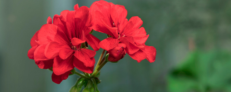 天竺葵秋冬季怎么养护 天竺葵冬天养护注意事项