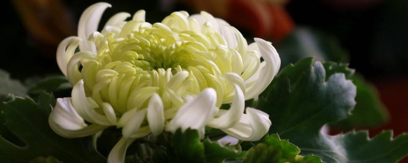 菊花的根是什么颜色的（菊花的根叫什么名字）