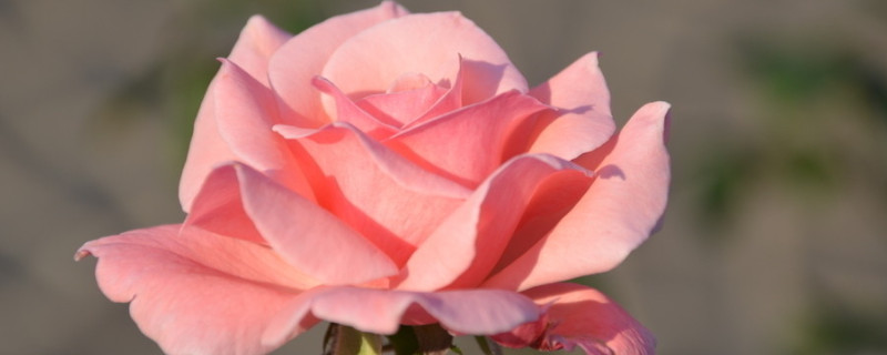 粉色月季花花语及寓意 粉色月季花的花语和寓意