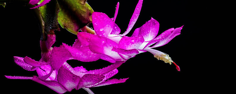 蟹爪兰春天施什么肥 蟹爪兰春季施什么肥