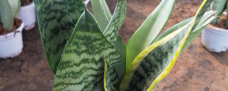 虎皮兰有裂缝怎么回事（虎皮兰裂纹什么毛病）