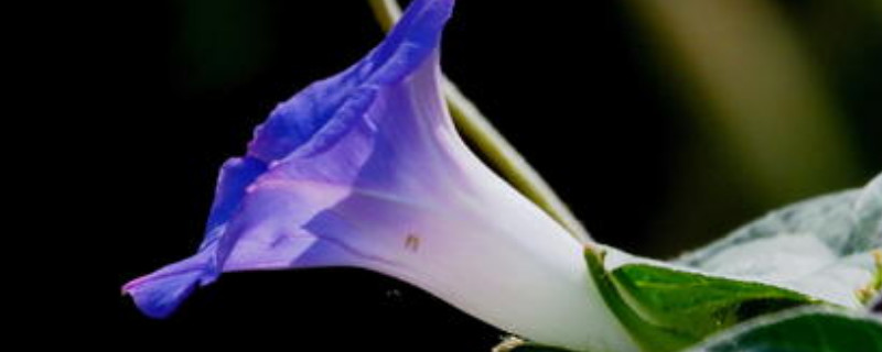 盆栽牵牛花花期有多长 牵牛花栽种时间