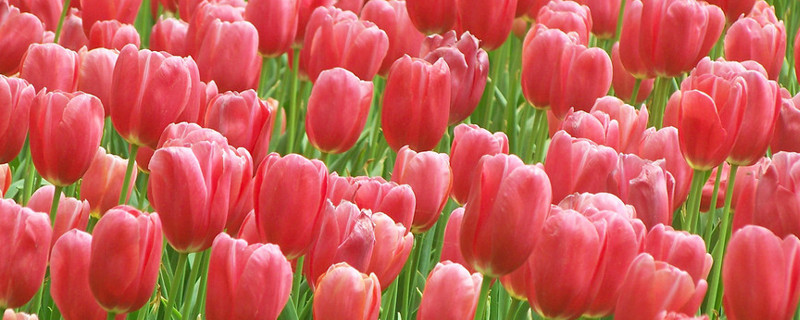 风信子和郁金香的区别 郁金香和风信子怎么混种