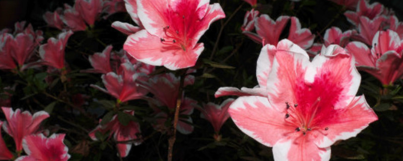 杜鹃花在北方冬天怎么养（北方的杜鹃花怎么养）