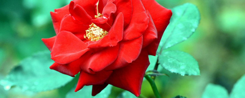 月季有花苞为什么开不开 月季花苞长时间不开