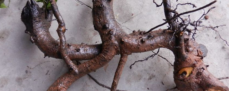 金弹子树桩冬天能栽活吗(金弹子生桩能冬天栽吗)