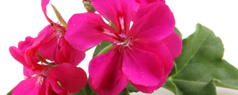 天竺葵怎么修剪 垂吊天竺葵怎么修剪