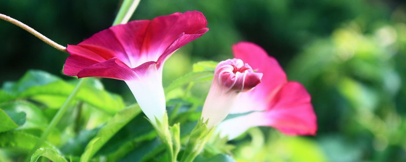 牵牛花的花苞为什么会掉了 牵牛花的花苞消苞是什么原因