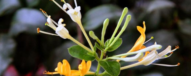 金银花怎么繁殖(金银花怎么繁殖方法)