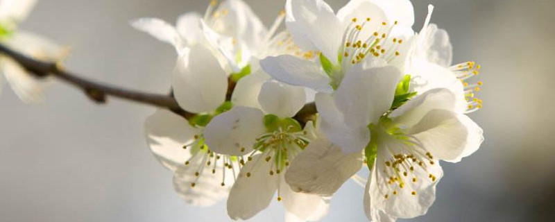 樱花树的管理与修剪(樱树的修剪和管理)