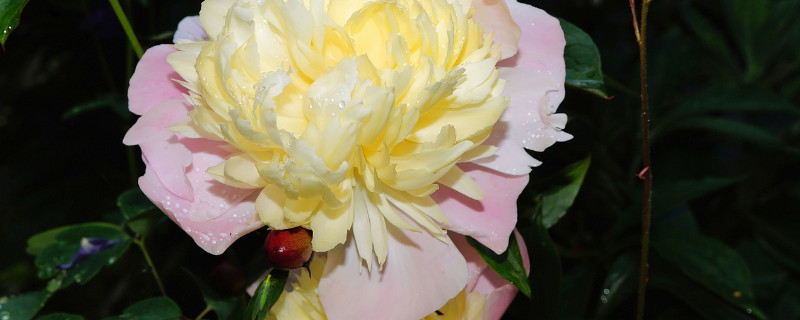 芍药花什么时候开花白天还是夜晚（芍药是晚上开花的么）