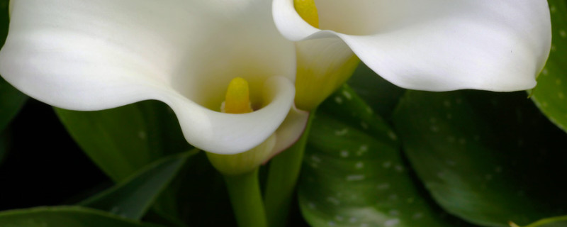 水培马蹄莲的养殖方法和注意事项（马蹄莲可以水培植吗）