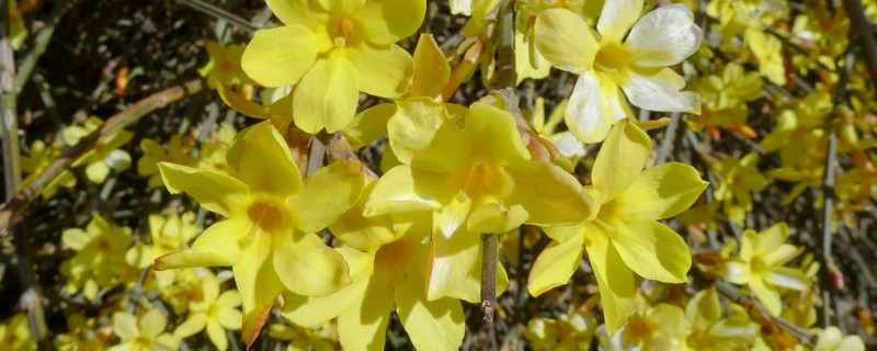 迎春花夏天迟一天浇水可以吗 迎春花几天浇一次水最好