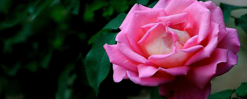 月季花夏季水泡扦插几天能生根 月季花扦插生根水泡久了会有什么影响