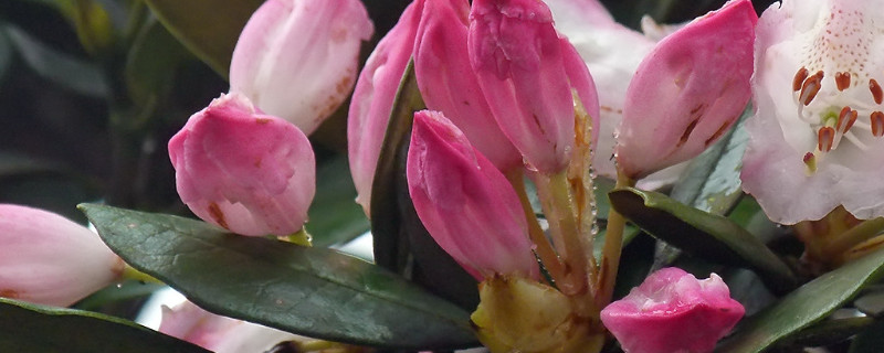 杜鹃花立秋后应怎样养（立秋后杜鹃花施什么肥）