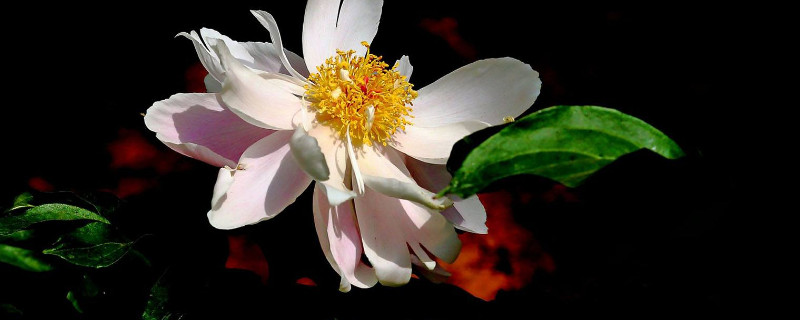 芍药花根冬天怎么保存 芍药根怎么养