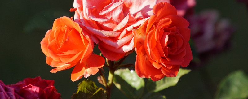 爬藤月季怎么养才长得快（爬藤月季长得快吗）