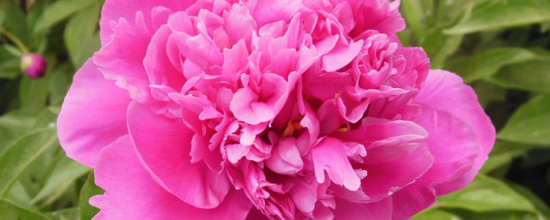 芍药的别名 芍药的别名叫什么